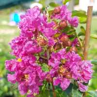 Lagerstroemia indica dynamite 4kolory