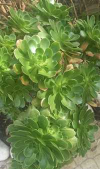 Aeonium- planta- jardim