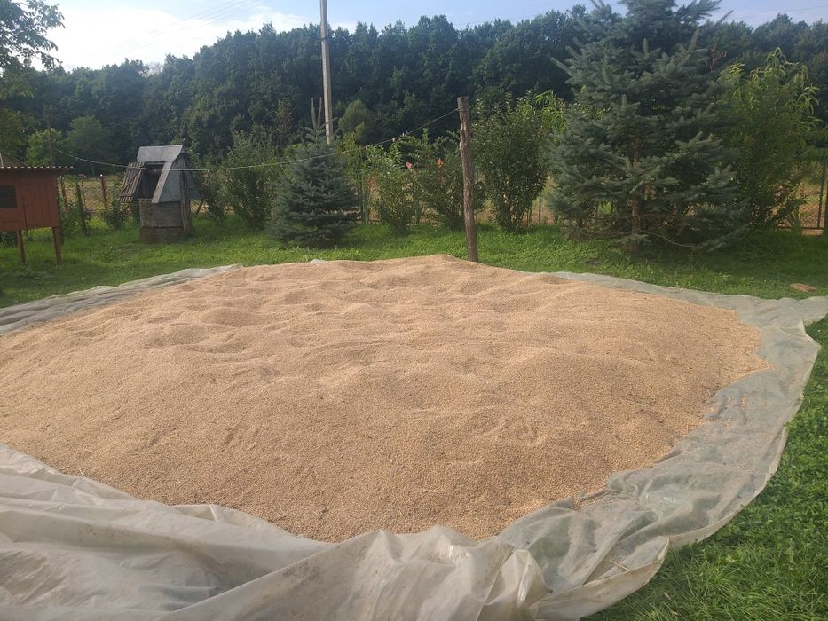 Продам пшеницю озиму