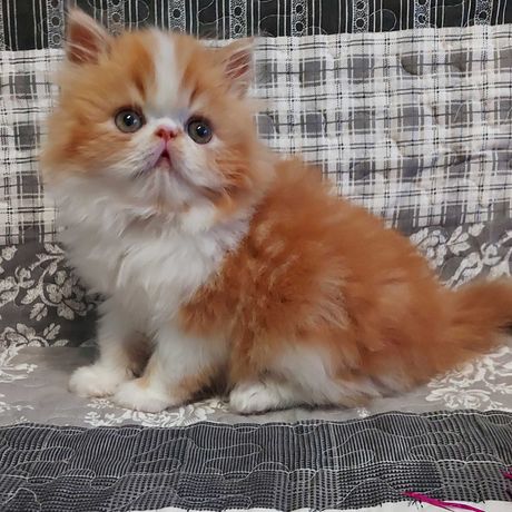 Очаровательный персидский котенок