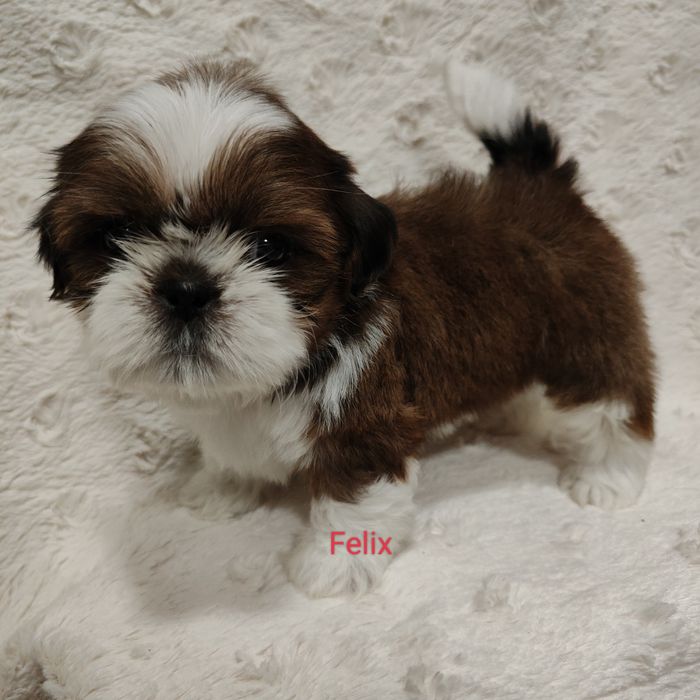 Felix pies chłopczyk Shih Tzu piękny szczeniak rodowód