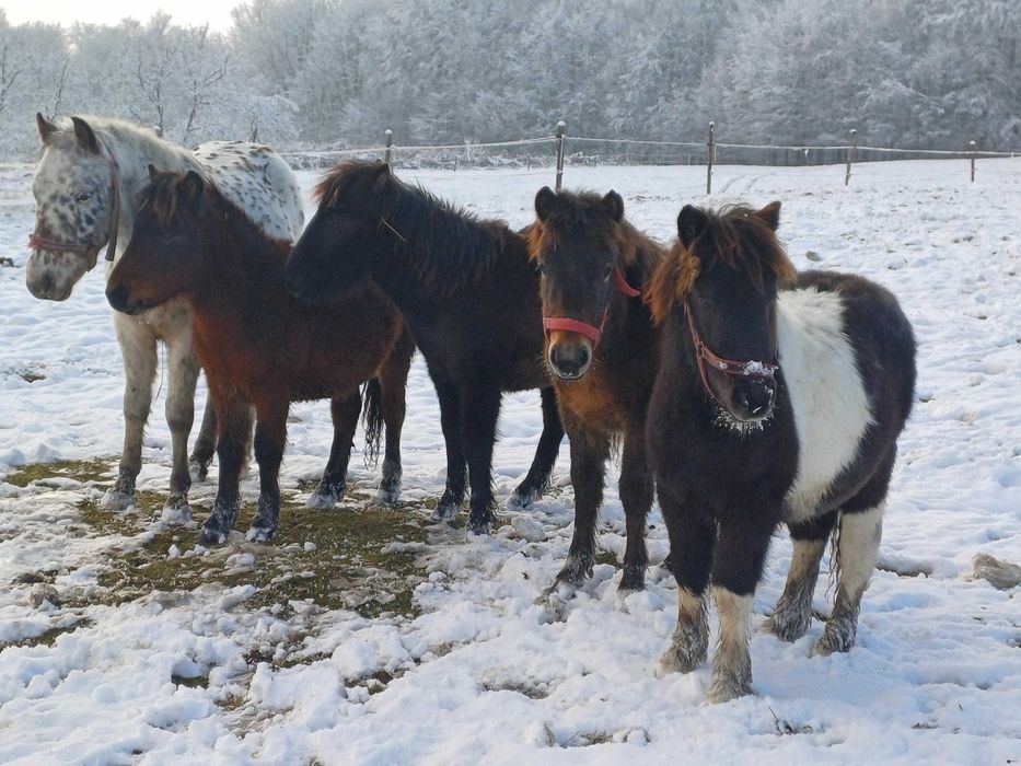 Ksiega główna Taranty Klacze kare srokate 10 miesięcy