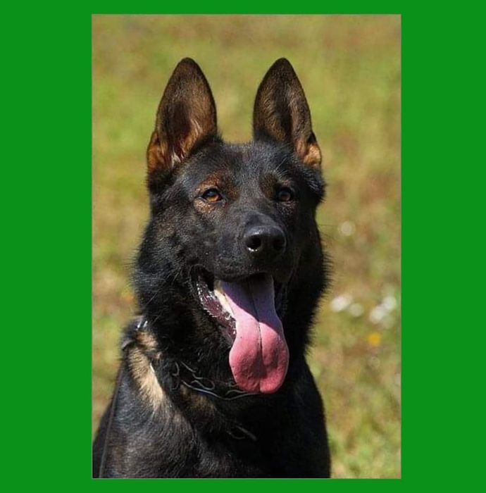 Дресирування собак.