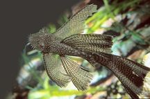 GB Zbrojnik Weloniasty