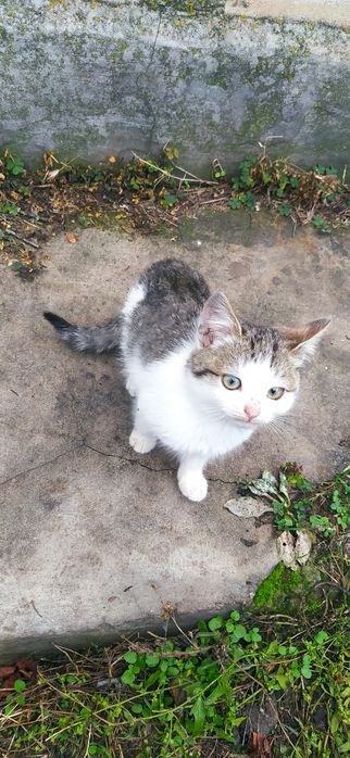 милые пушистикы готовы новому дому.