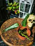 Monstera Burle Marx Flame