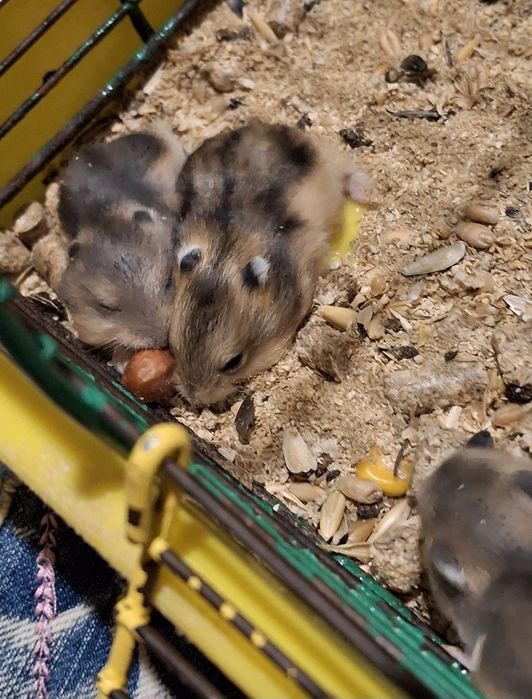 Хомячок джунгарик