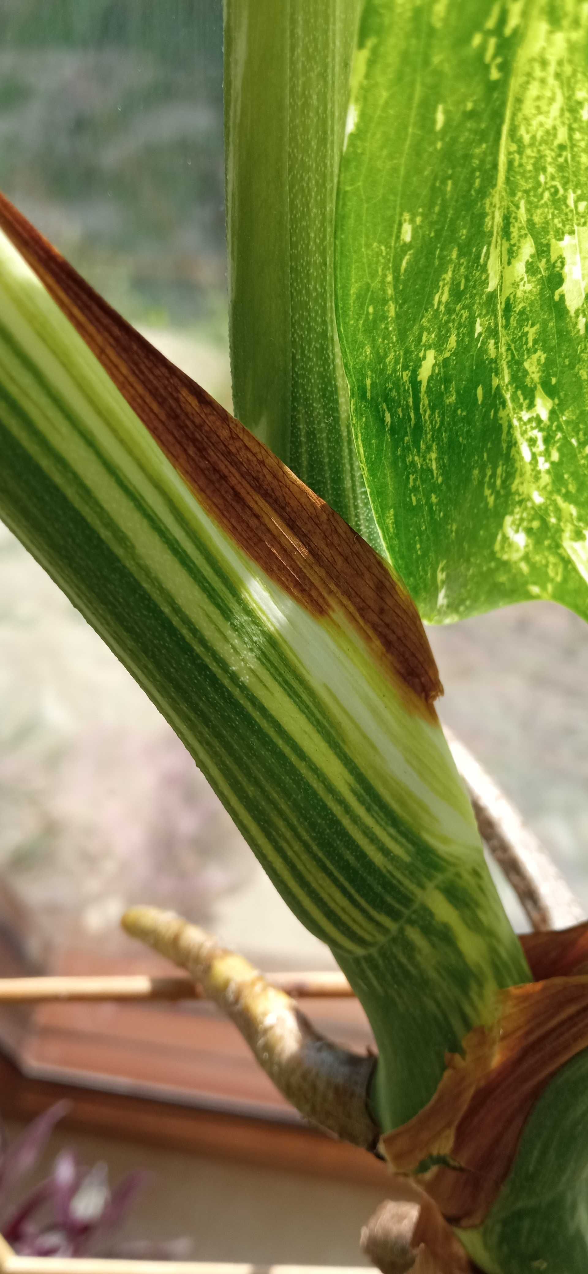 Variegata cięta szczyt monstera kolekcj.