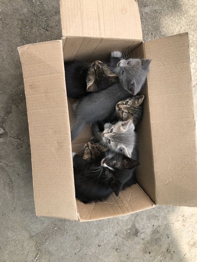 Віддам котенят в хороші руки