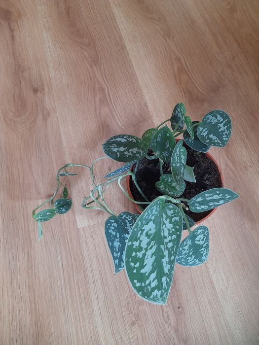 Skretniki,Monstera Monkey Mask,scindapsus,Epipremnum,trzykrotka, sanse