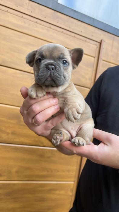 Дівчинка blue fawn бульдожка