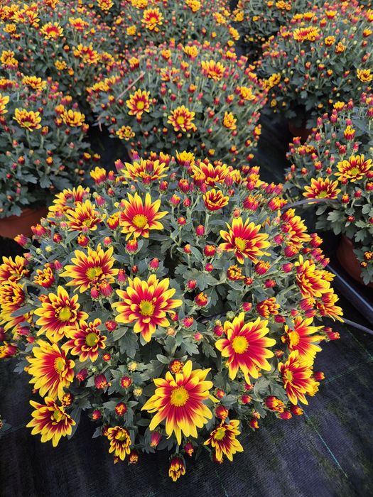 Chryzantemy hurt-detal. Prosto od producenta