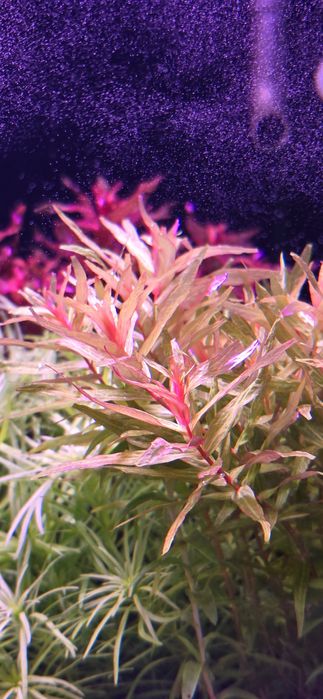 Rotala Macrandra Gold Kochi