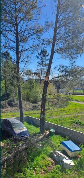 Limpeza terrenos abate, poda de árvores e aplicação de fitofarmacos