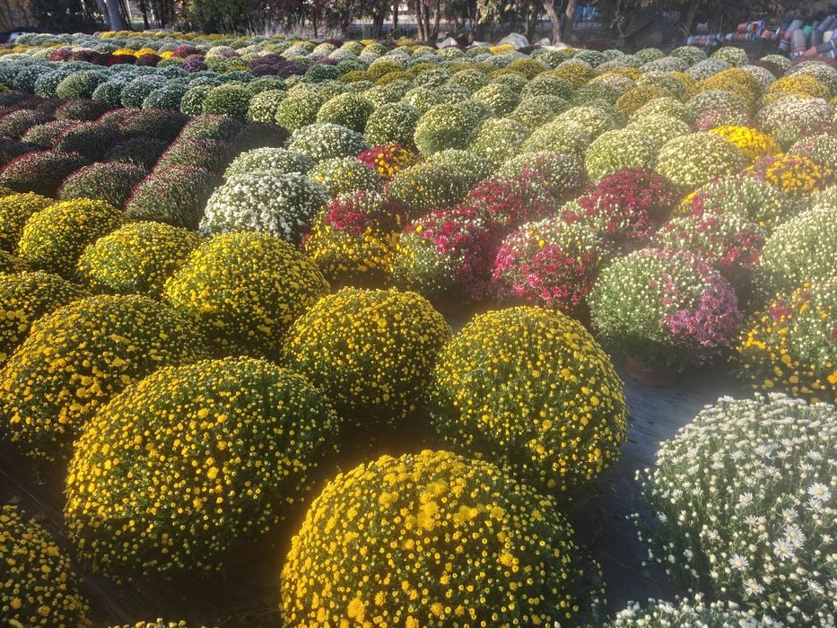 Chryzantemy drobnokwiatowe, wrzosy