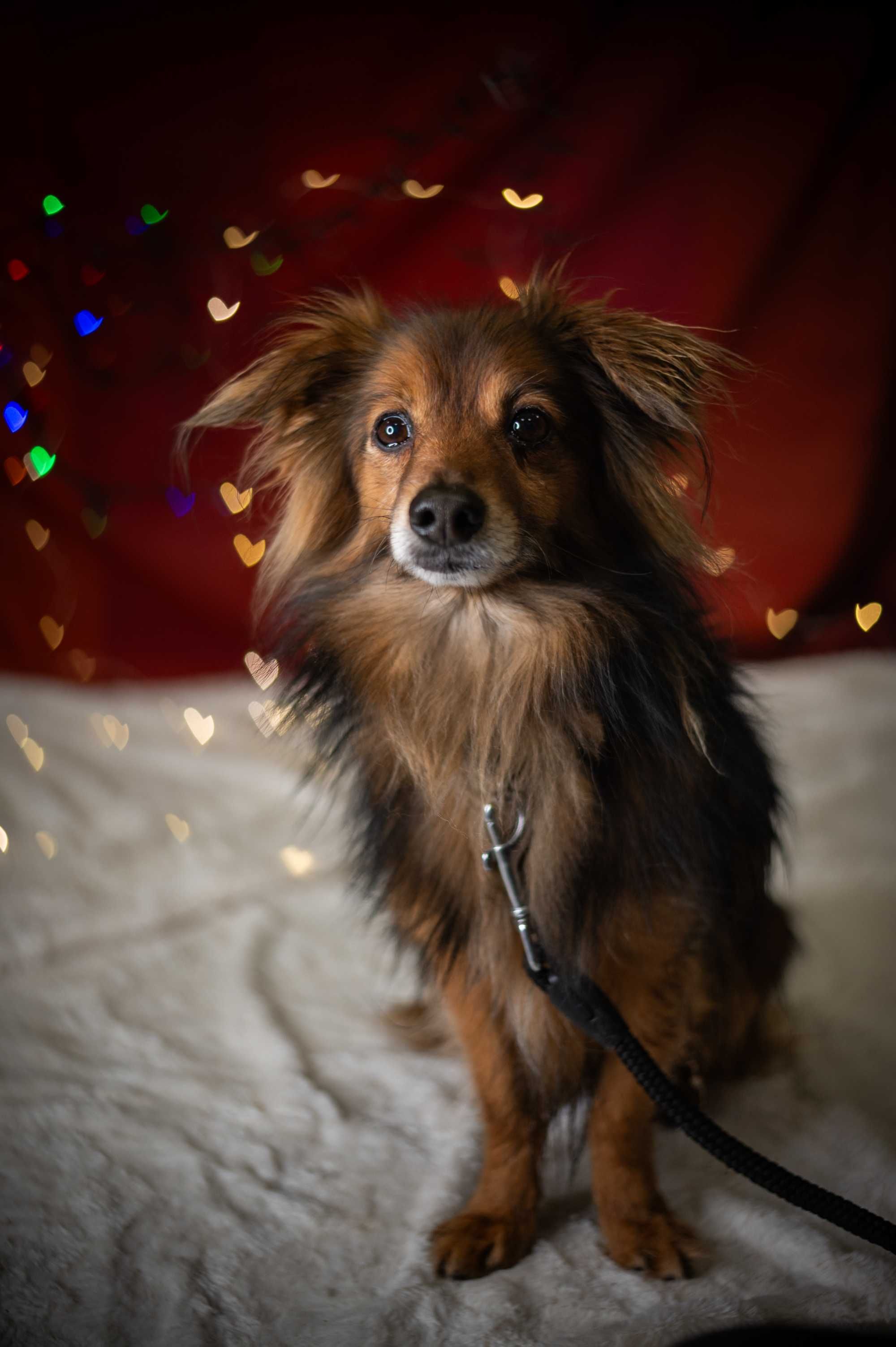 Kubuś - mały piękny pies w typie mini owczarka szetlandzkiego