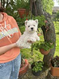 Piesek West Highland White Terrier