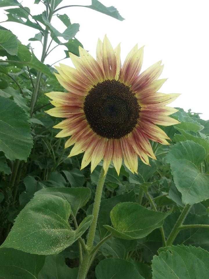 Ziarno słonecznika ozdobnego na kwiat