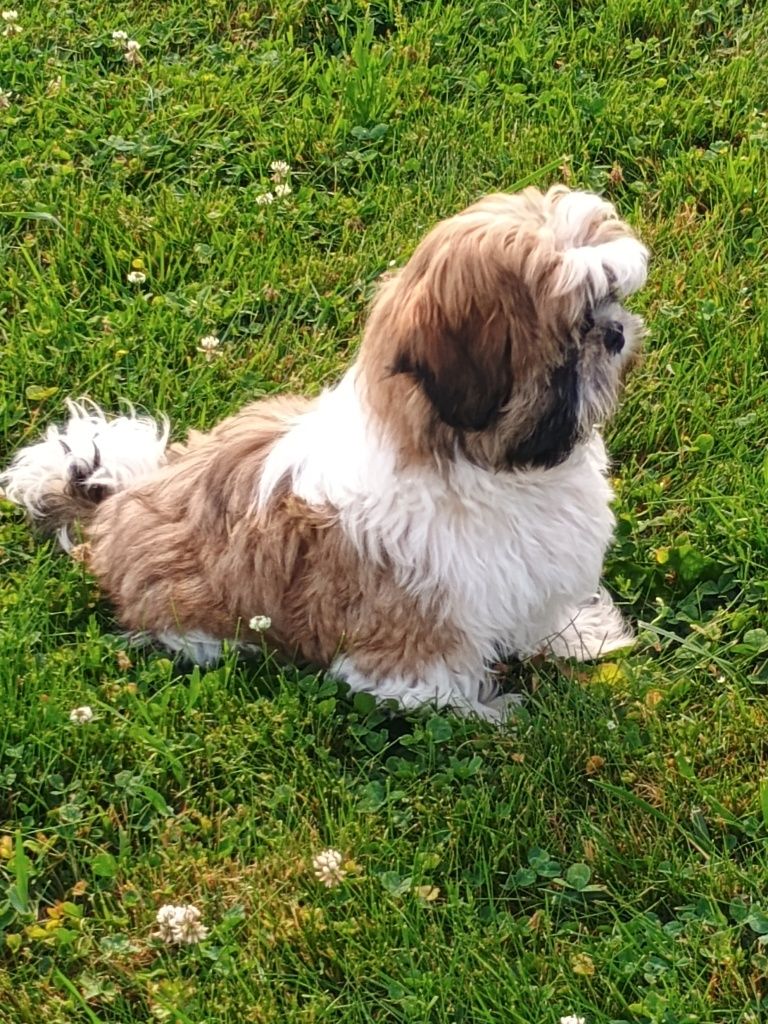 Śliczny piesek Shih Tzu