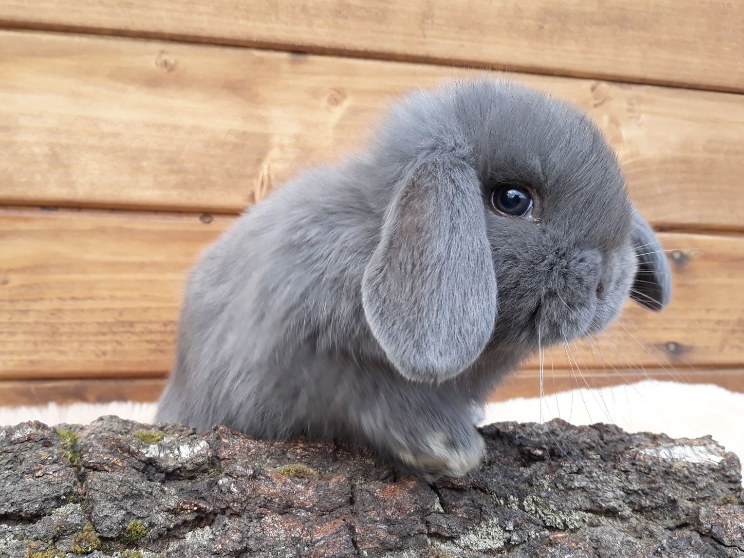 Królik karzełek baran niebieski mini lop