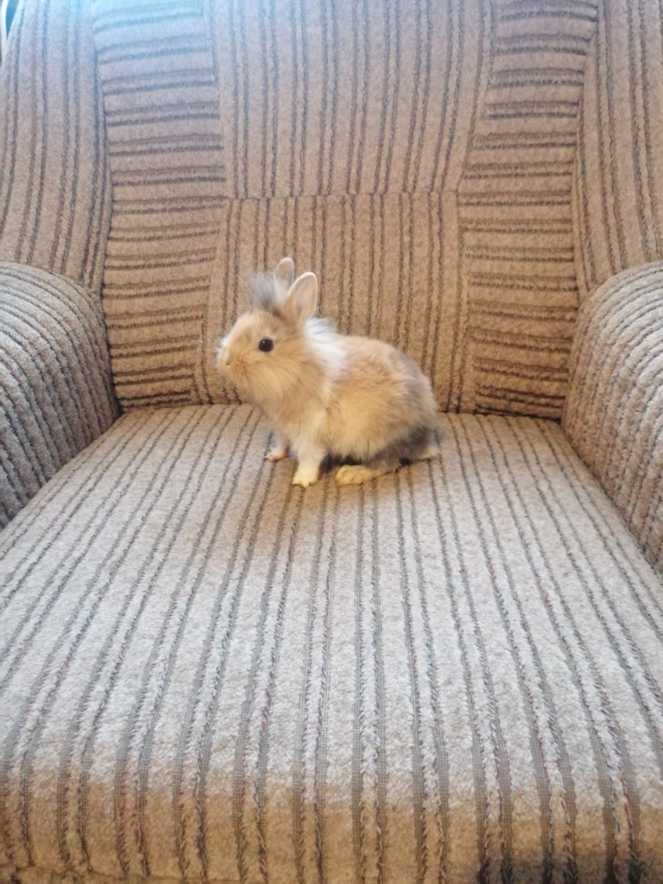 Królik miniaturka królik karzełek