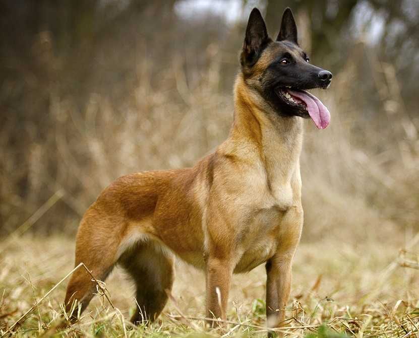 Кінолог Вишгород\Київ