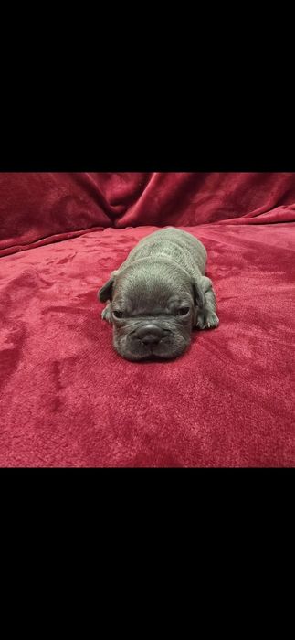 Bulldog francês Macho Azul olhos azuis Mini