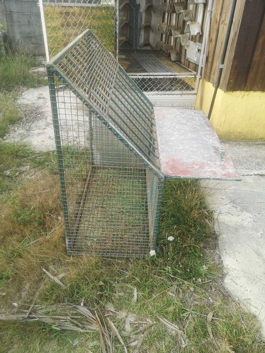 sepotenik para pombos entrada