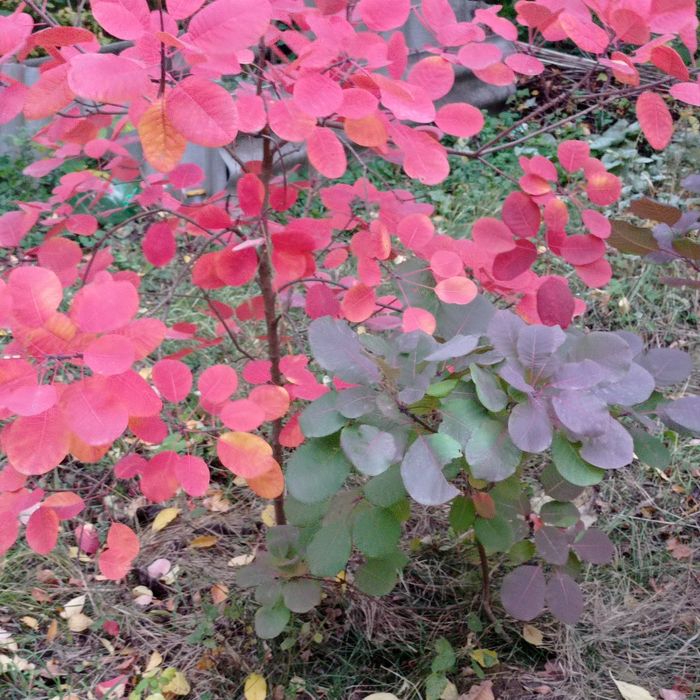 Декоративные кустарники