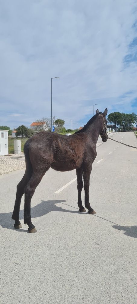 Vendo Poldro Ruço Lusitano