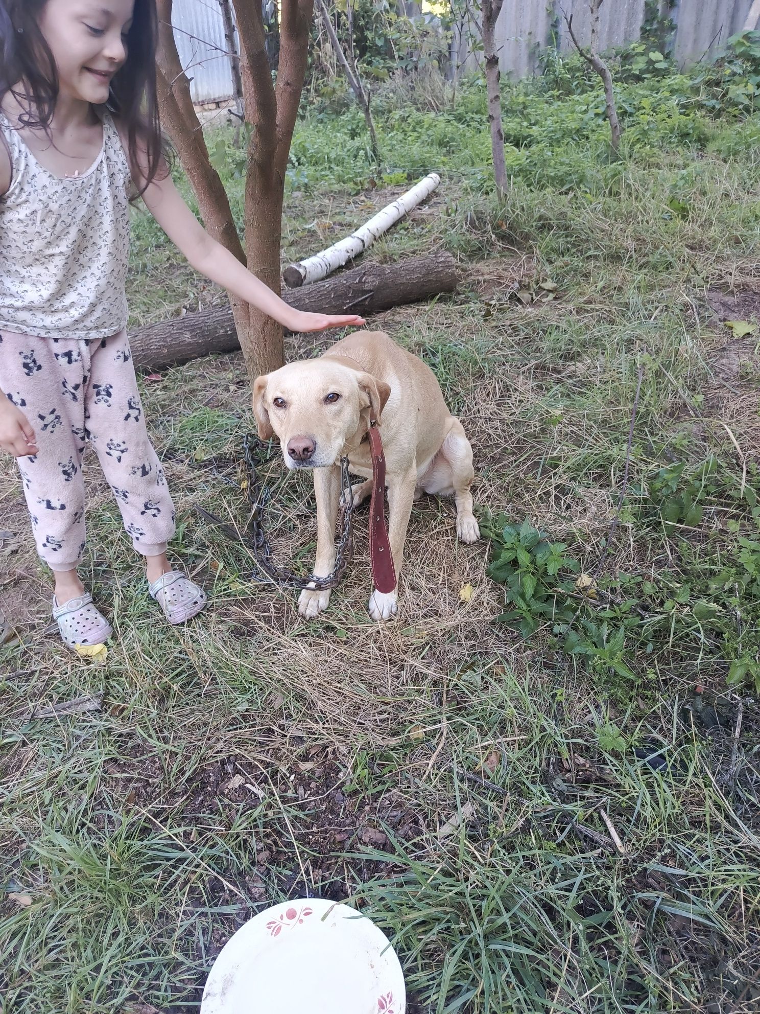 Собака лабрадор молодий