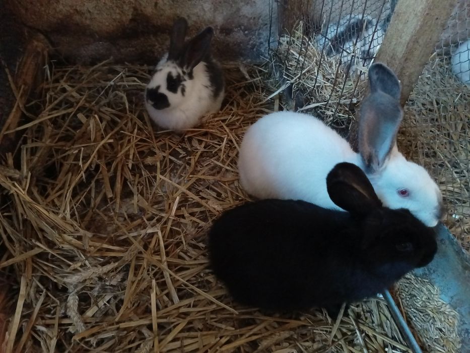 Sprzedam młode króliki mieszańce