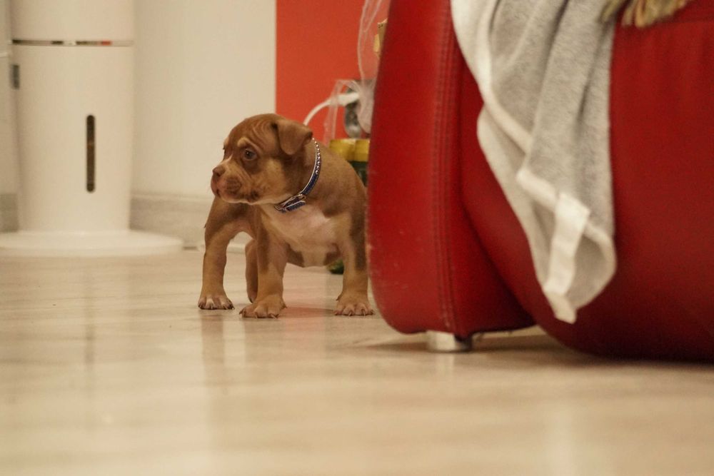 Muscletone's 100 % American Bully ABKC
