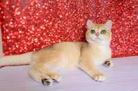 Котик з яскравими зеленими очима
