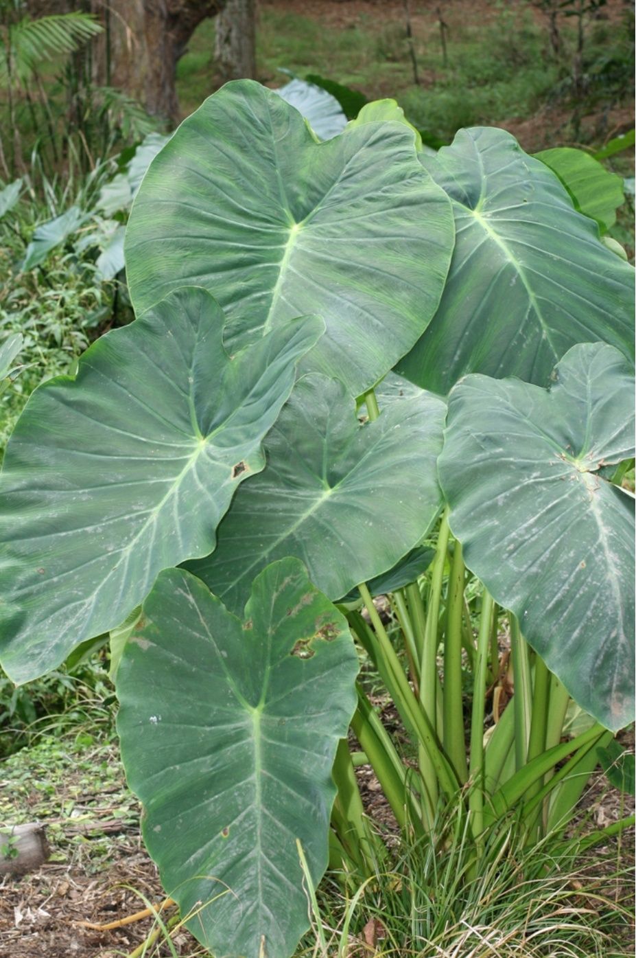 2szt Colocasia Esculenta Kolokazja olbrzymia Alokazja  bulwy