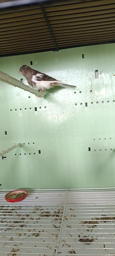 Kanarki slavujar 25r samczyki