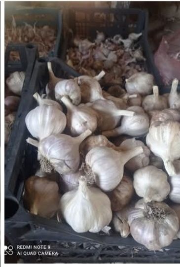 Продам чеснок домашний