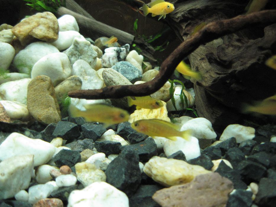 Pyszczaki MALAWI Pseudotropheus Saulosi Saulosa i Maingano - rybki GDA