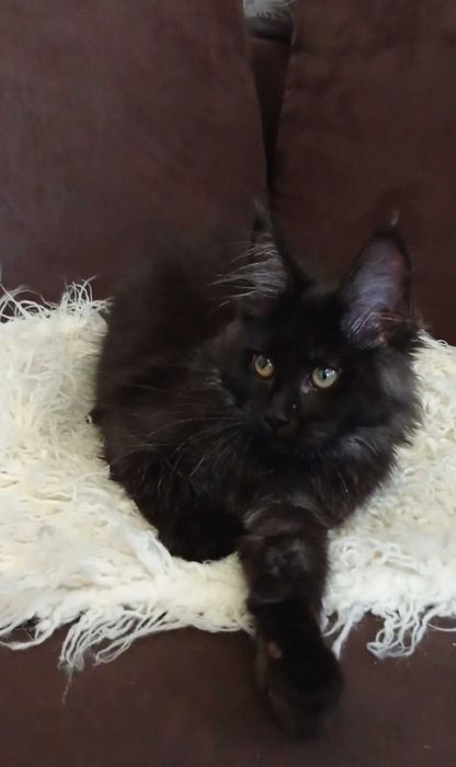 Черный дым Мейн кун девочка по имени Джада