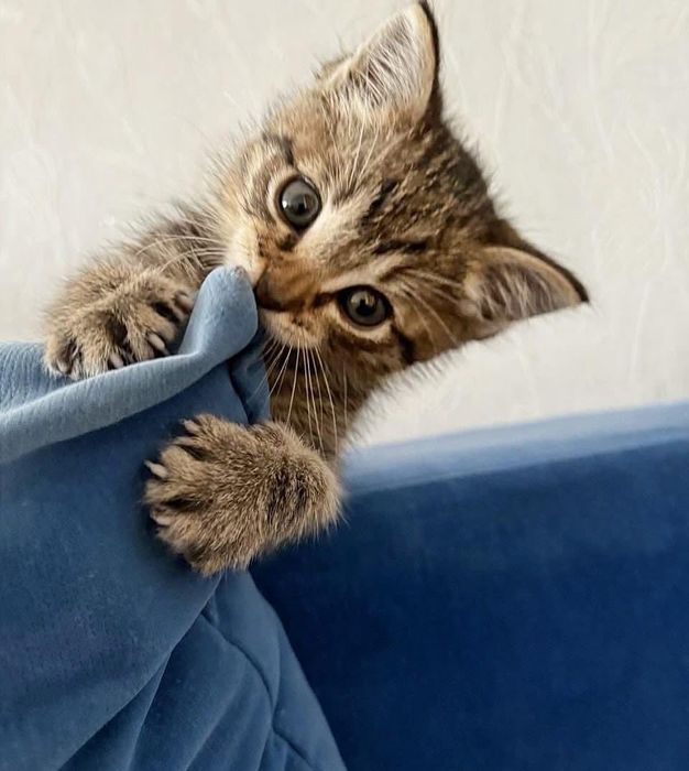 Красивый тигровый котенок