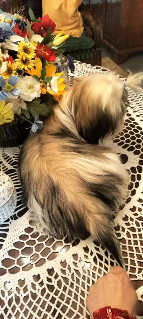 Piesek shih tzu z 3 szczepieniami .