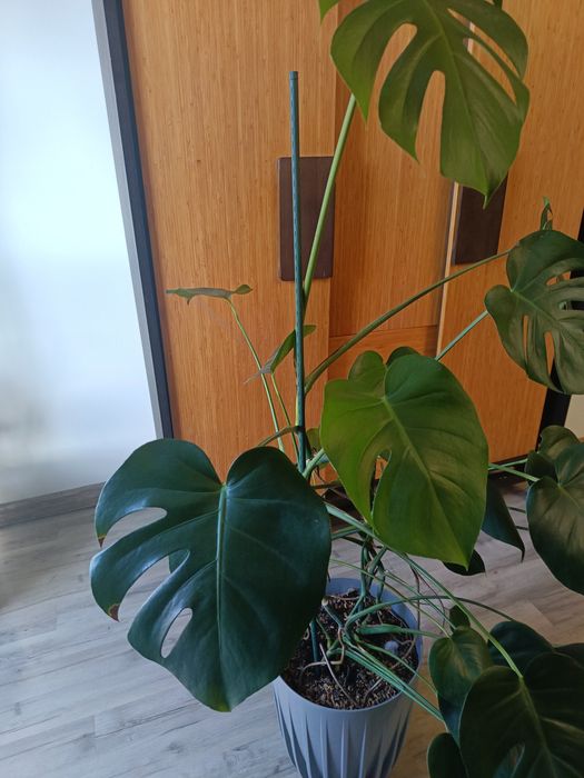 Monstera z doniczką