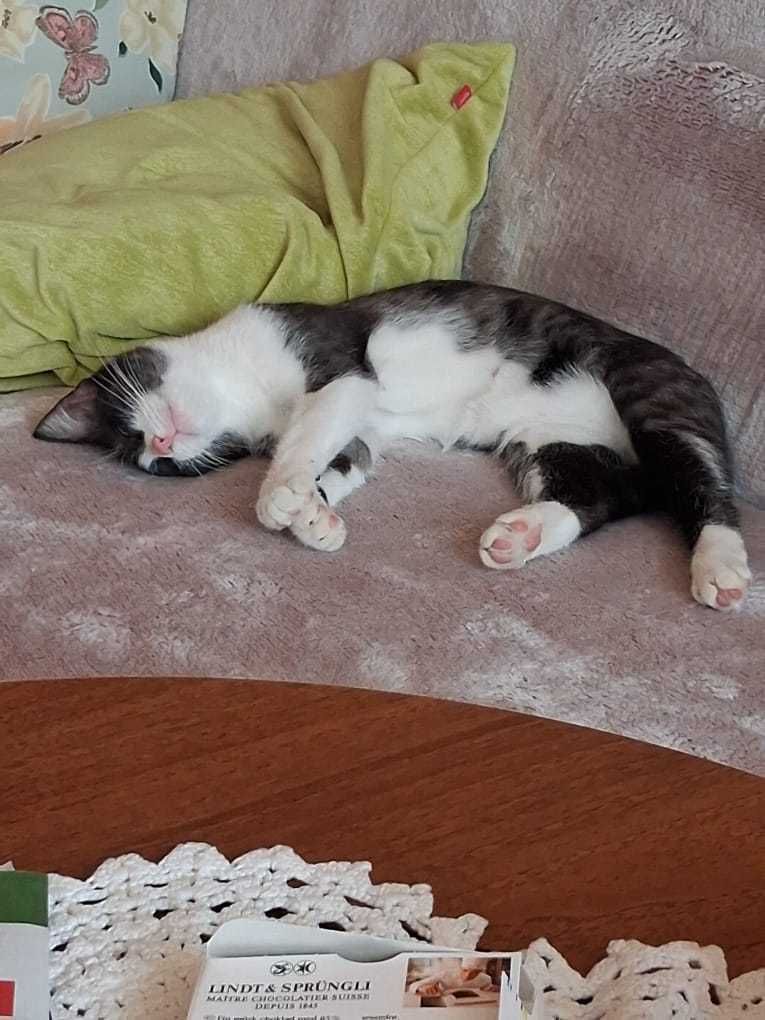 Roczna kotka do oddania w dobre ręce