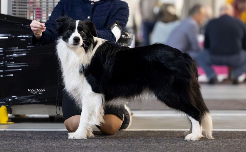 Border collie- chłopiec o oryginalnym umaszczeniu merle ZKwP