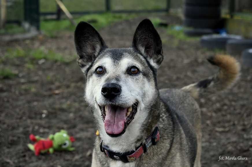 Spajk - uwielbiający spacery starszy kawaler szuka domu - 0053/22