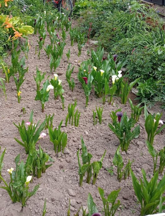 Cebulki kalii mix kolorów