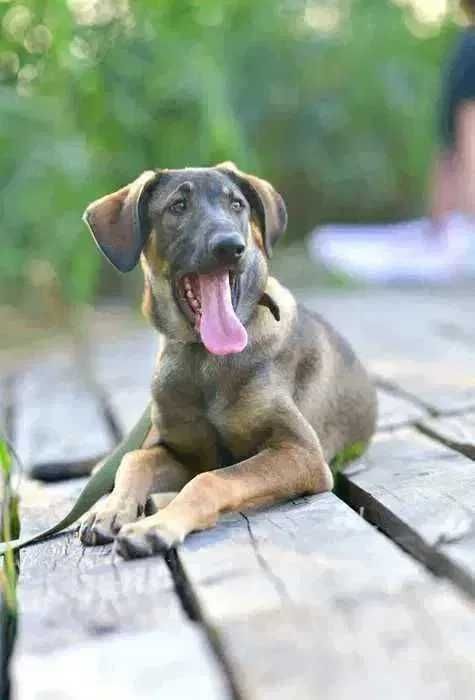 Активный щенок, мальчик