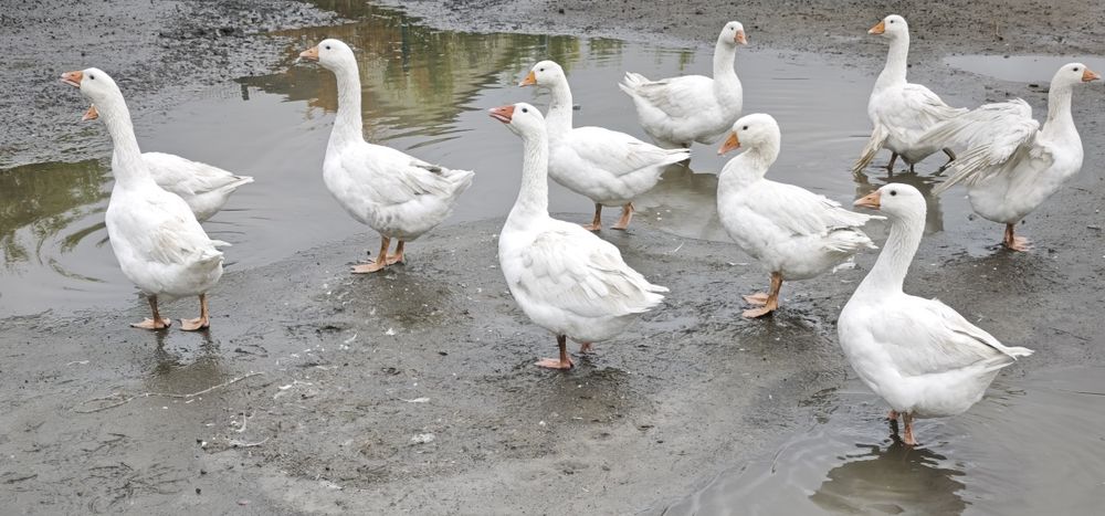 Drob!! Perliczki,gęsi kołudzkie, kaczki pekin, biegus, krzyżówka,indor