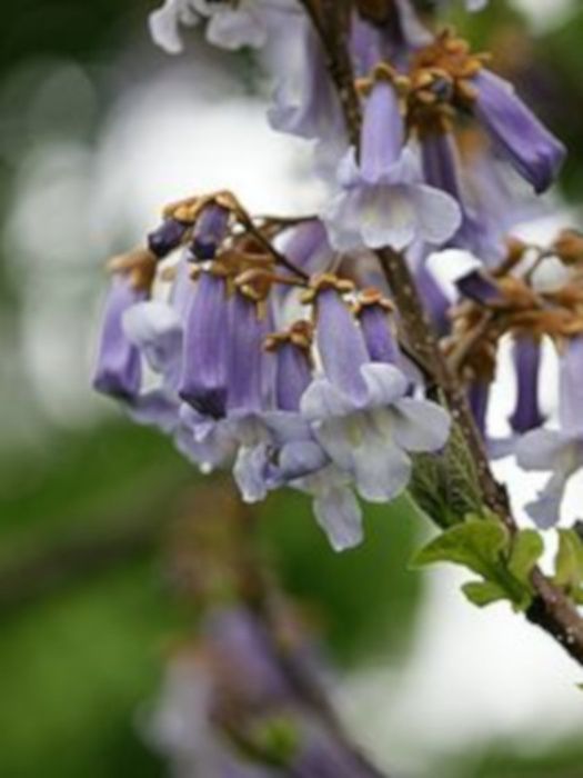 PAULOWNIA - Cesarskie Drzewko Szczęścia - sadzonki w doniczkach