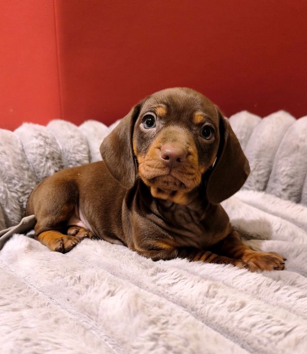 Jamnik miniaturowy krótkowłosy czekoladowyr